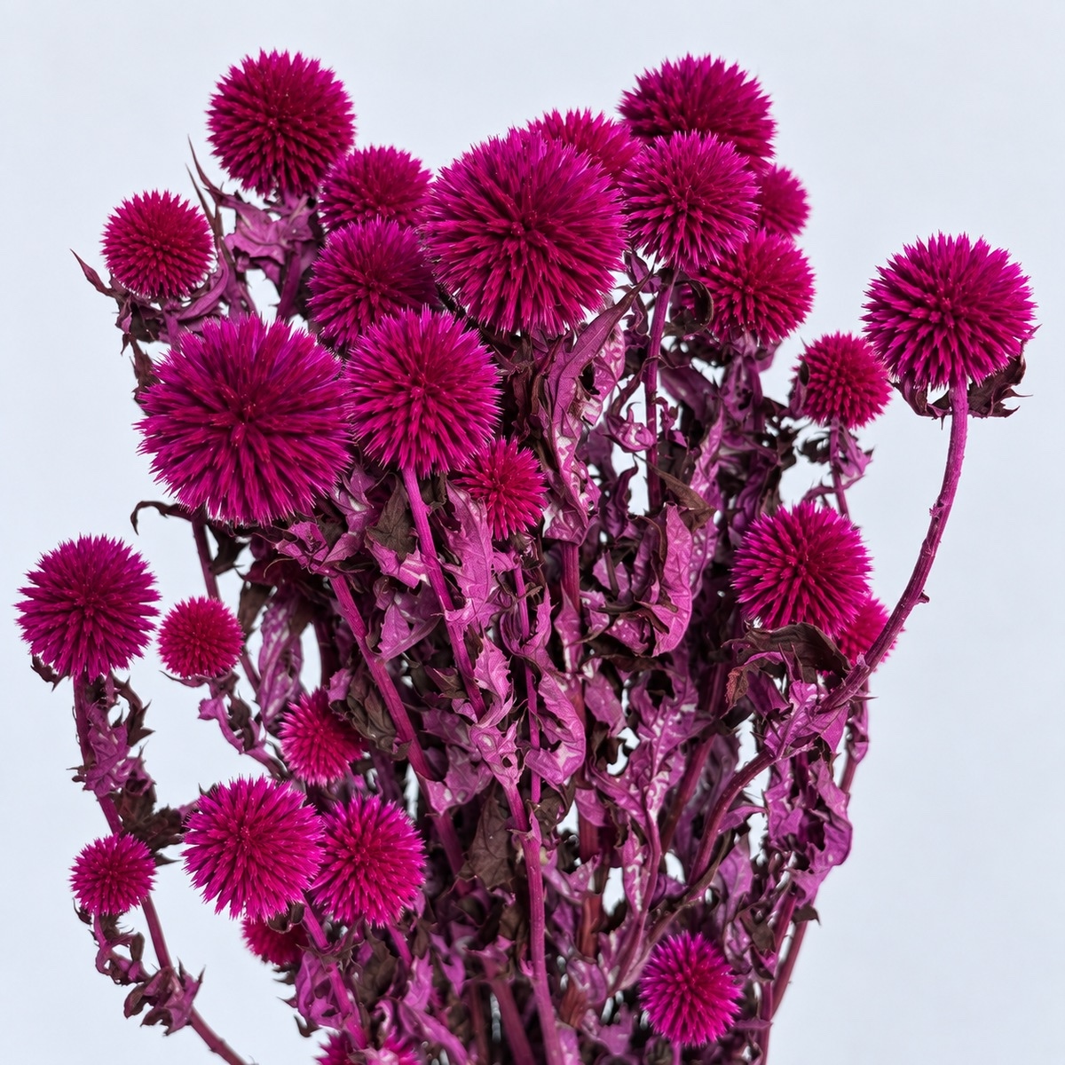Echinops magenta– suho cvijeće - Slika 2