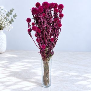 Echinops magenta– suho cvijeće