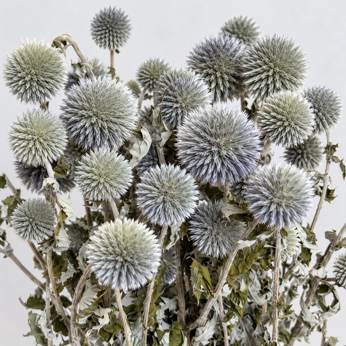 Echinops prirodni – suho cvijeće - Slika 2